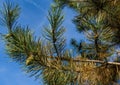 Close-up of diseased needles Austrian pine Pinus Ã¢â¬ËNigraÃ¢â¬â¢ or black pine. Dry needle, rust on needles change of color